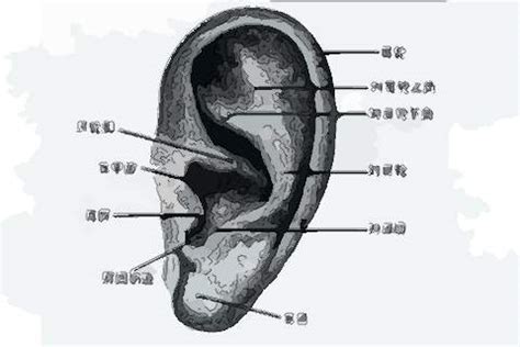 耳朵痣男|耳朵长痣图解大全 左耳长痣代表什么